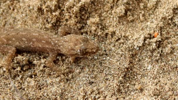 Gecko crawling on the sand — Stock Video